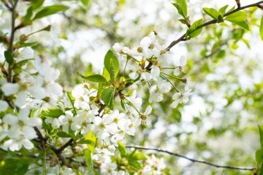 Cherry tree in white flowers. The branches of a blossoming tree. Blurring background. Spring background.