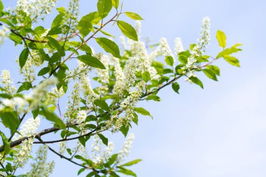 Prunus padus, known as bird cherry, hackberry, hagberry, or Mayday tree, is a flowering plant in the rose family Rosaceae. The branches of a blossoming tree. Blurring background..