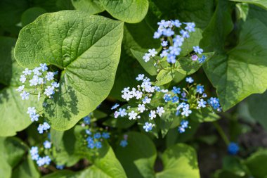 Beautiful photo of forget-me-nots close-up. Myosotis. Blue flowers on a green background. Spring background
