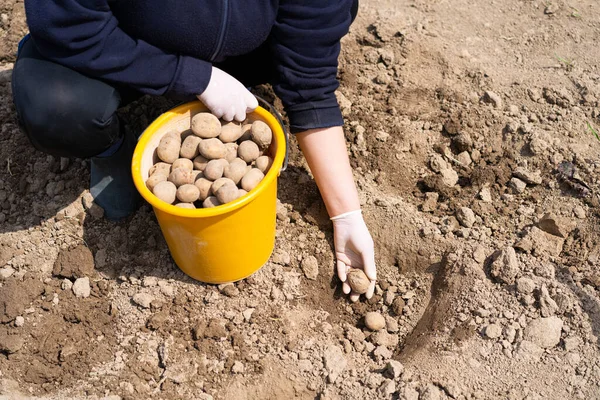 Planting potatoes in the ground. a woman planting potatoes in the ground in early spring. Early spring preparation for the garden season. Potato tubers are ready to be planted in the soil.