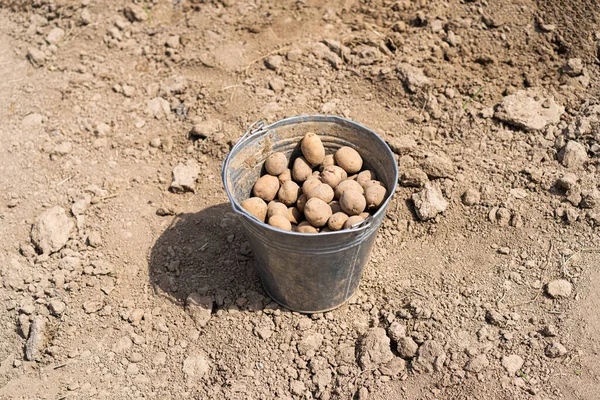 Planting potatoes in the ground. Early spring preparation for the garden season. Potato tubers are ready to be planted in the soil.