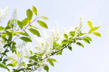 Prunus padus, known as bird cherry, hackberry, hagberry, or Mayday tree, is a flowering plant in the rose family Rosaceae. The branches of a blossoming tree. Blurring background..