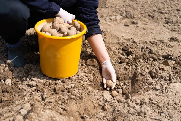 Planting potatoes in the ground. a woman planting potatoes in the ground in early spring. Early spring preparation for the garden season. Potato tubers are ready to be planted in the soil.