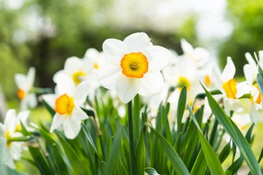 Spring flowers. Close up of narcissus flowers blooming in a garden. Daffodils