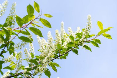 Prunus padus, known as bird cherry, hackberry, hagberry, or Mayday tree, is a flowering plant in the rose family Rosaceae. The branches of a blossoming tree. Blurring background..