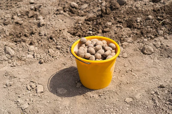 Planting potatoes in the ground. Early spring preparation for the garden season. Potato tubers are ready to be planted in the soil.