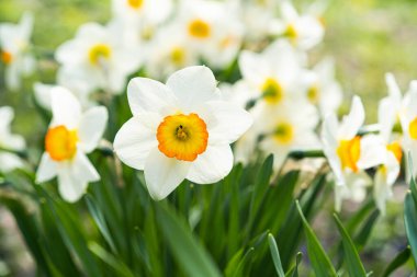 Spring flowers. Close up of narcissus flowers blooming in a garden. Daffodils