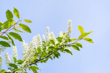 Prunus padus, known as bird cherry, hackberry, hagberry, or Mayday tree, is a flowering plant in the rose family Rosaceae. The branches of a blossoming tree. Blurring background..