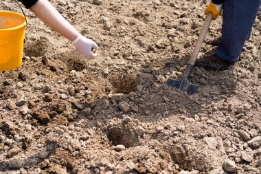 Planting potatoes in the ground. a woman planting potatoes in the ground in early spring. Early spring preparation for the garden season. Potato tubers are ready to be planted in the soil.