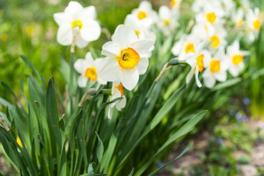Spring flowers. Close up of narcissus flowers blooming in a garden. Daffodils