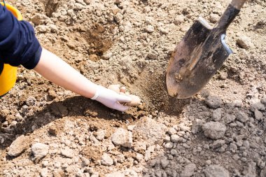 Planting potatoes in the ground. a woman planting potatoes in the ground in early spring. Early spring preparation for the garden season. Potato tubers are ready to be planted in the soil.