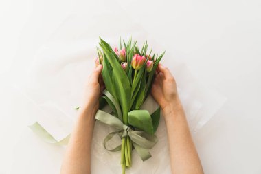 Womans hands holding bouquet of beautiful delicate tulip flowers on white background. Bouquet of pink fresh tulips.