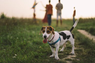 Jack Russell Terrier çimlerde oynar, yakın plan. Hayvanlar kavramı