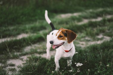 Jack Russell Terrier çimlerde oynar, yakın plan. Hayvanlar kavramı
