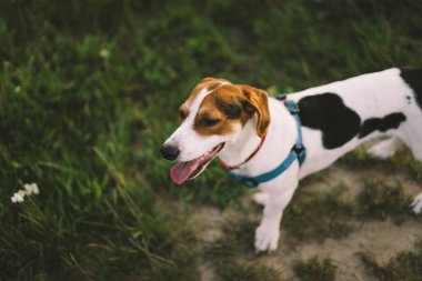 Jack Russell Terrier çimlerde oynar, yakın plan. Hayvanlar kavramı