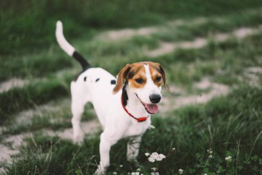 Jack Russell Terrier çimlerde oynar, yakın plan. Hayvanlar kavramı