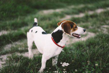 Jack Russell Terrier çimlerde oynar, yakın plan. Hayvanlar kavramı