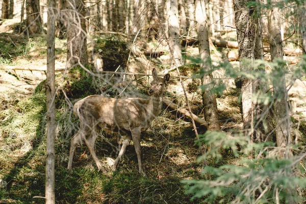 Deer grazing deep in forest bush. Nature and animals