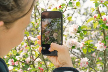 Cep telefonu tutan kadın ve çiçek açan bahar elma ağaçları. İlkbahar ve insanlar