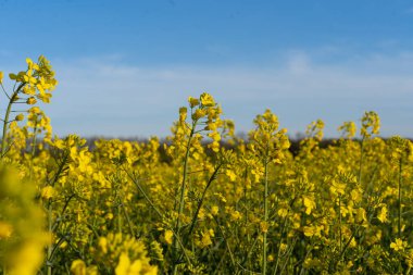 Kolza tarlası kolza tohumu sarı çiçekler ve mavi gökyüzü. Yağ tohumu, kanola, kola. Doğa geçmişi. Bahar manzarası. Ukrayna tarım illüstrasyonu