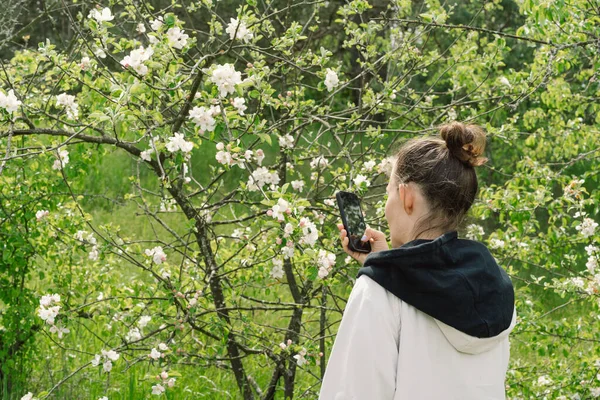 Perempuan Memegang Ponsel Dan Mengambil Foto Mekar Pohon Apel Musim — Stok Foto