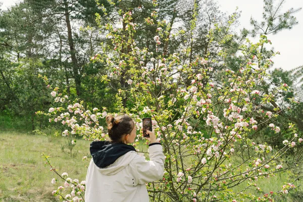 Perempuan Memegang Ponsel Dan Mengambil Foto Mekar Pohon Apel Musim — Stok Foto