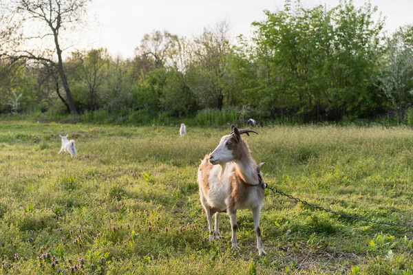 Goats grazing in a grass field, on a farm animal sanctuary. Beautiful rural landscape.
