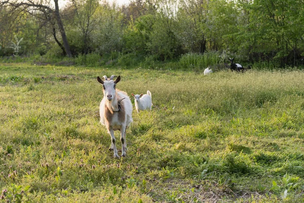 Goats grazing in a grass field, on a farm animal sanctuary. Beautiful rural landscape.