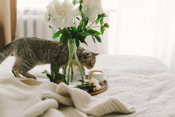 Niedliche Katze Der Schottischen Gerade Und Vase Mit Strauß Weiße — Stockfoto
