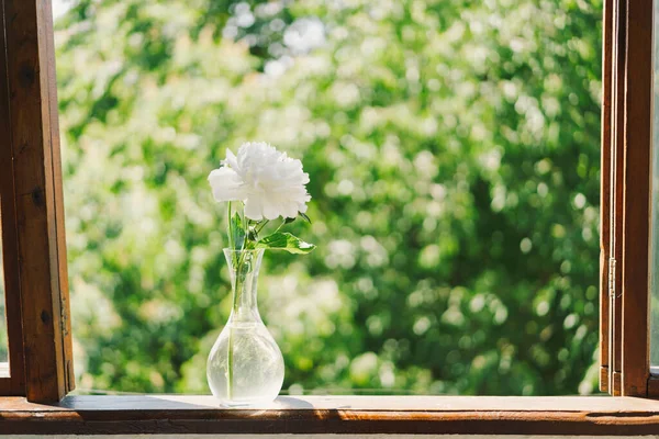 Ahşap Penceredeki Beyaz Şakayıklar Romantik Bir Kavram Klasik Stil — Stok fotoğraf