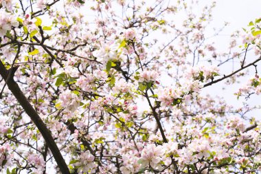 Bulanık bir bahçenin arka planında bir elma dalında güzel beyaz çiçekler. Elma ağacı çiçeği. Bahar arkaplanı