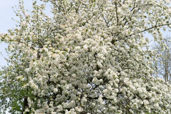 Όμορφα Λευκά Λουλούδια Ένα Κλαδί Μηλιάς Στο Φόντο Ενός Θολή — Φωτογραφία Αρχείου