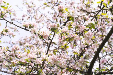 Bulanık bir bahçenin arka planında bir elma dalında güzel beyaz çiçekler. Elma ağacı çiçeği. Bahar arkaplanı