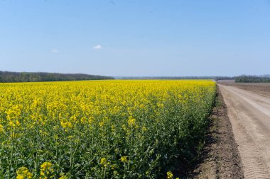 Kolza tarlası kolza tohumu sarı çiçekler ve mavi gökyüzü. Yağ tohumu, kanola, kola. Doğa geçmişi. Bahar manzarası. Ukrayna tarım illüstrasyonu