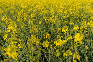 Kolza tarlası kolza tohumu sarı çiçekler ve mavi gökyüzü. Yağ tohumu, kanola, kola. Doğa geçmişi. Bahar manzarası. Ukrayna tarım illüstrasyonu
