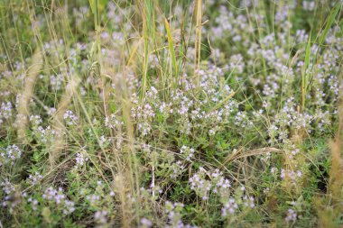 Çiçekli pembe otlar, Thymus Serpilllum, Breckland yabani kekik, sürünen kekik ya da elf kekiği. Yaz tarlasında güzel bir ilaç ve yiyecek bitkisi.