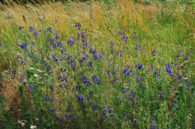 Parlak renkli yabani çiçeklerin güzel çeşitleri bir çimen tarlasında yetişiyor.