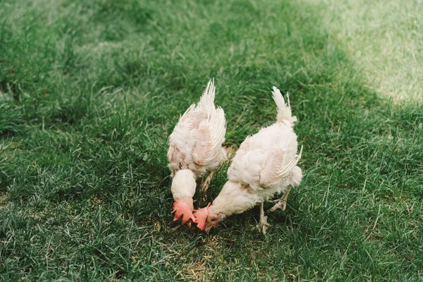 Sjuka Höns Skalliga Fåglar Utan Fjädrar Ett Frigående Område Kycklingar — Stockfoto
