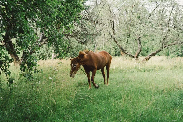 Красивая Лошадь Бежит Стоит Высокой Траве Портрет Лошади — стоковое фото