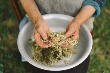 Büyükanne elinde kurumuş çiçek kümeleri, siyah mürver meyvesi tutuyor. Sambucus zencisi. Alternatif tıp