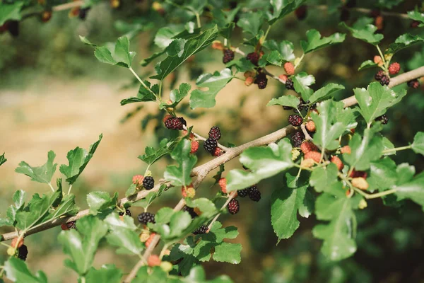 Ovoce Strom Černý Zralé Červené Nezralé Moruše Strom Větvi Čerstvé — Stock fotografie