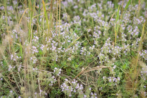 Çiçekli Pembe Otlar Thymus Serpilllum Breckland Yabani Kekik Sürünen Kekik — Stok fotoğraf