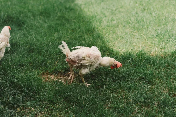 Sick Chickens Bald Birds Feathers Walk Free Range Chickens Feathers — Stock Photo, Image