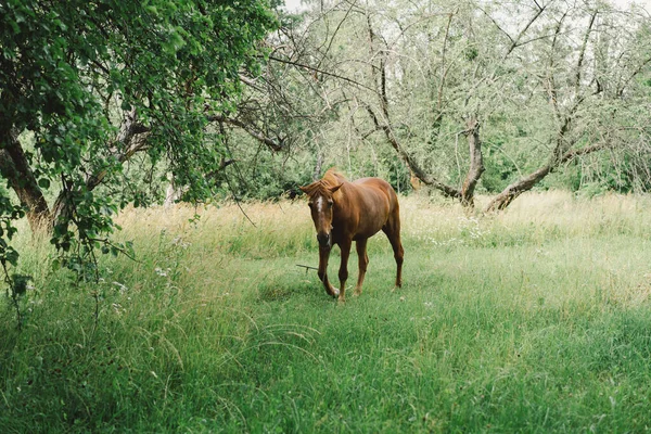 Beautiful Horse Running Standing Tall Grass Portrait Horse — Stock Photo, Image