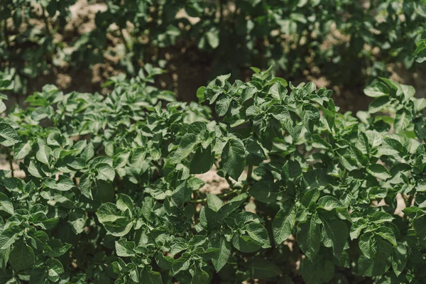 stock image Bushes of potatoes on the field, early eco food, potato with flowers. Agriculture scene.