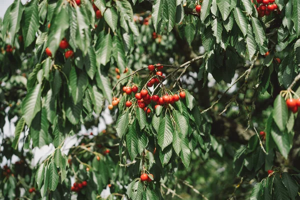 stock image Cherry tree branch. Red and sweet cherries on a branch just before harvest in early summer