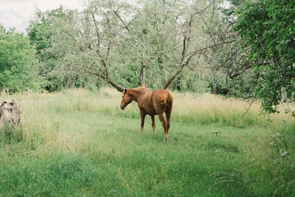 Beautiful Horse Running Standing Tall Grass Portrait Horse —  Fotos de Stock