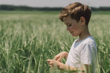 Beyaz tişörtlü ve yeşil arpa tarlasında oynayan gülümseyen bir çocuğun portresi. Mutlu çocuk yaz günü gülüyor ve oynuyor. Doğayı keşfeden çocuk. Meraklı çocuklar için yaz etkinliği