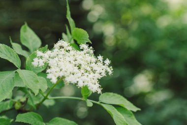 Bahçedeki yaşlı çiçekler. Sambucus zencisi. Yaşlı, siyah yaşlı çiçekler. Alternatif tıp