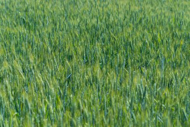 Bahar tarlasında taze yeşil buğday taze kulaklar. Tarım sahnesi.